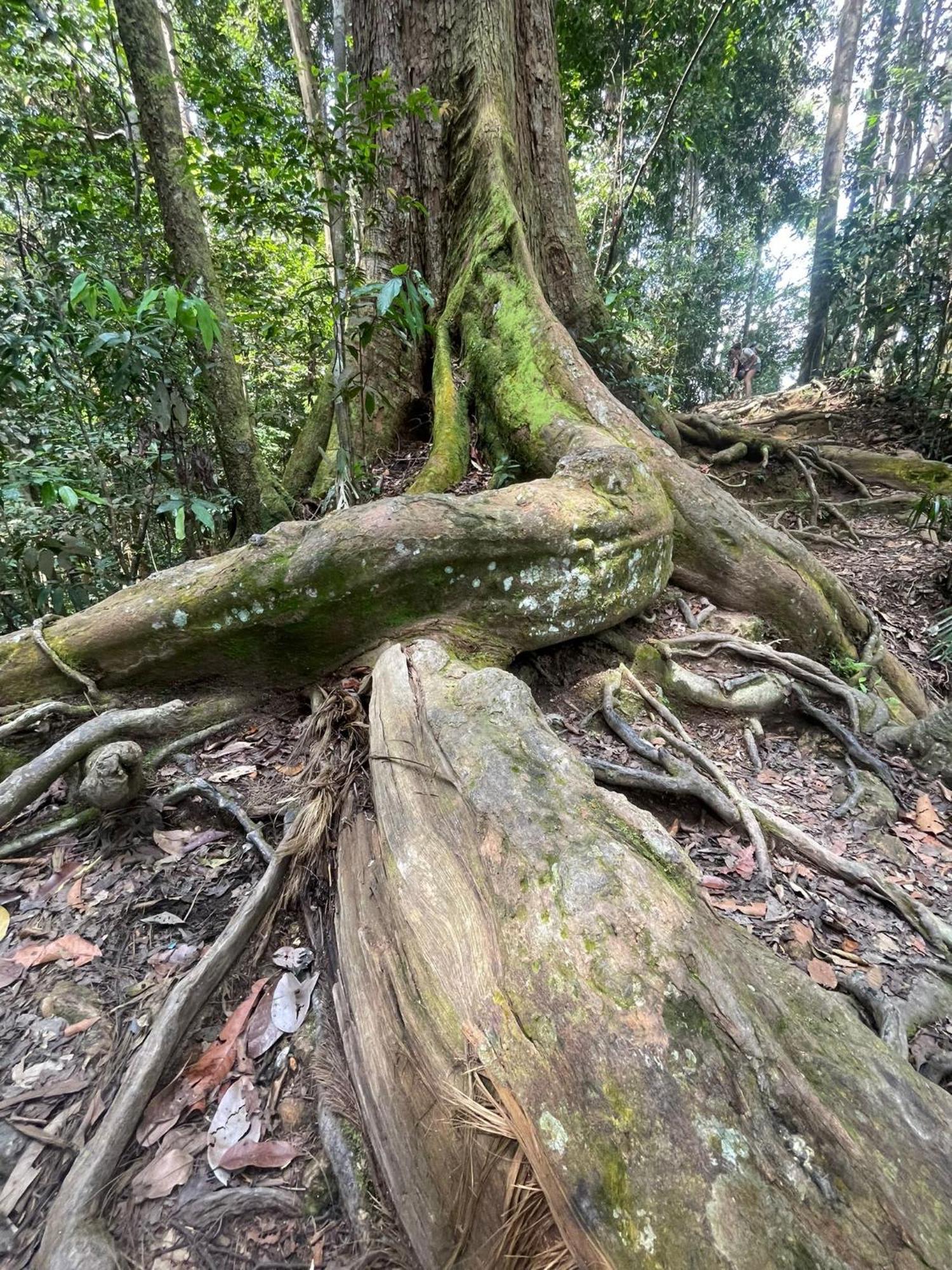 Eco Trekking Lodge, Bar & Jungle Tour'S Букит-Лаванг Экстерьер фото
