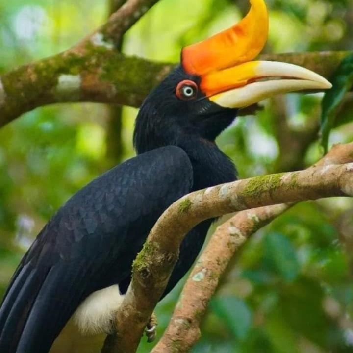 Eco Trekking Lodge, Bar & Jungle Tour'S Букит-Лаванг Экстерьер фото