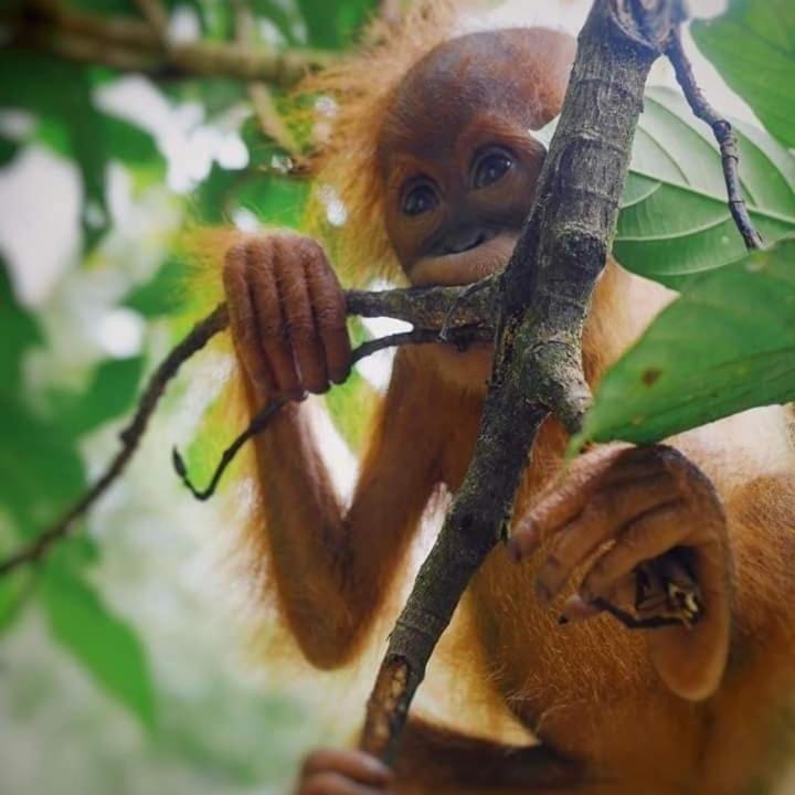 Eco Trekking Lodge, Bar & Jungle Tour'S Букит-Лаванг Экстерьер фото