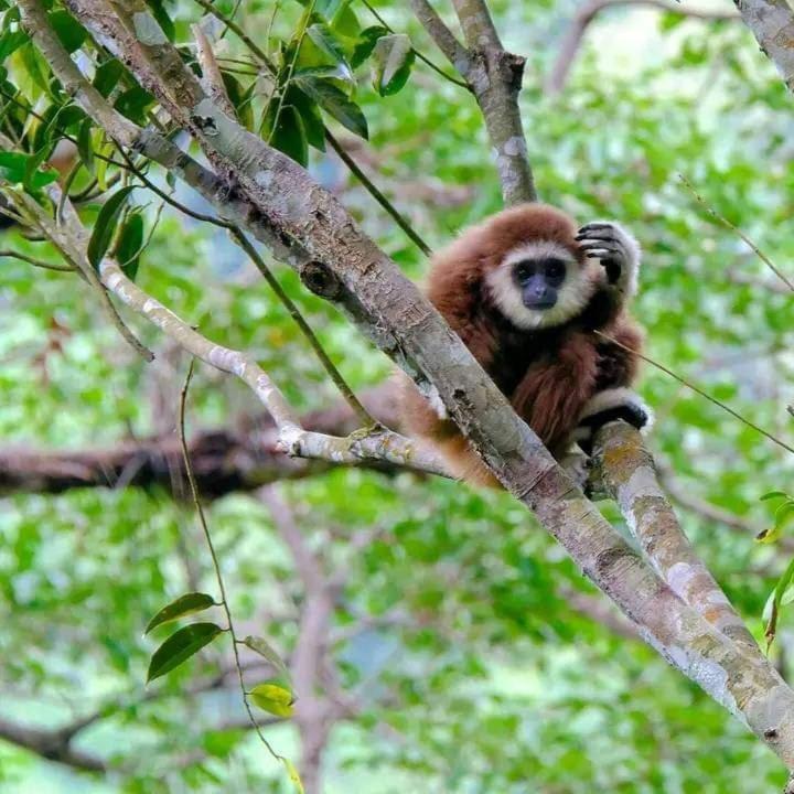 Eco Trekking Lodge, Bar & Jungle Tour'S Букит-Лаванг Экстерьер фото