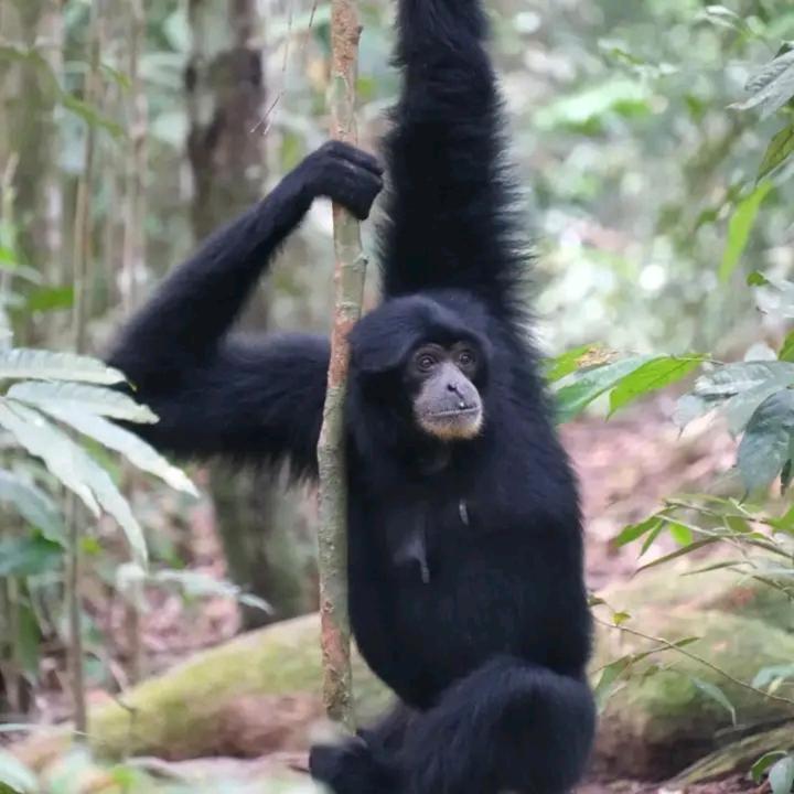 Eco Trekking Lodge, Bar & Jungle Tour'S Букит-Лаванг Экстерьер фото