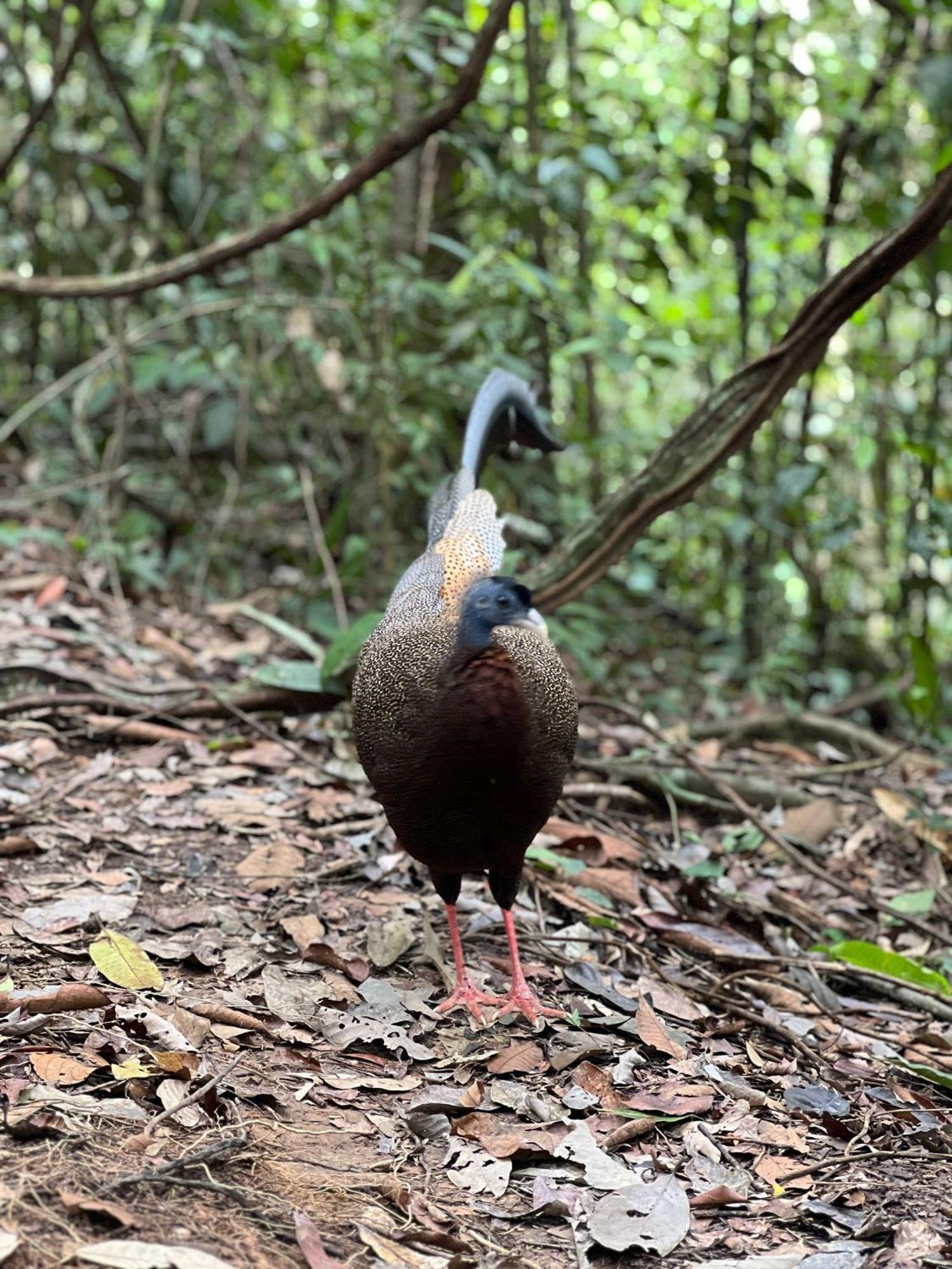 Eco Trekking Lodge, Bar & Jungle Tour'S Букит-Лаванг Экстерьер фото